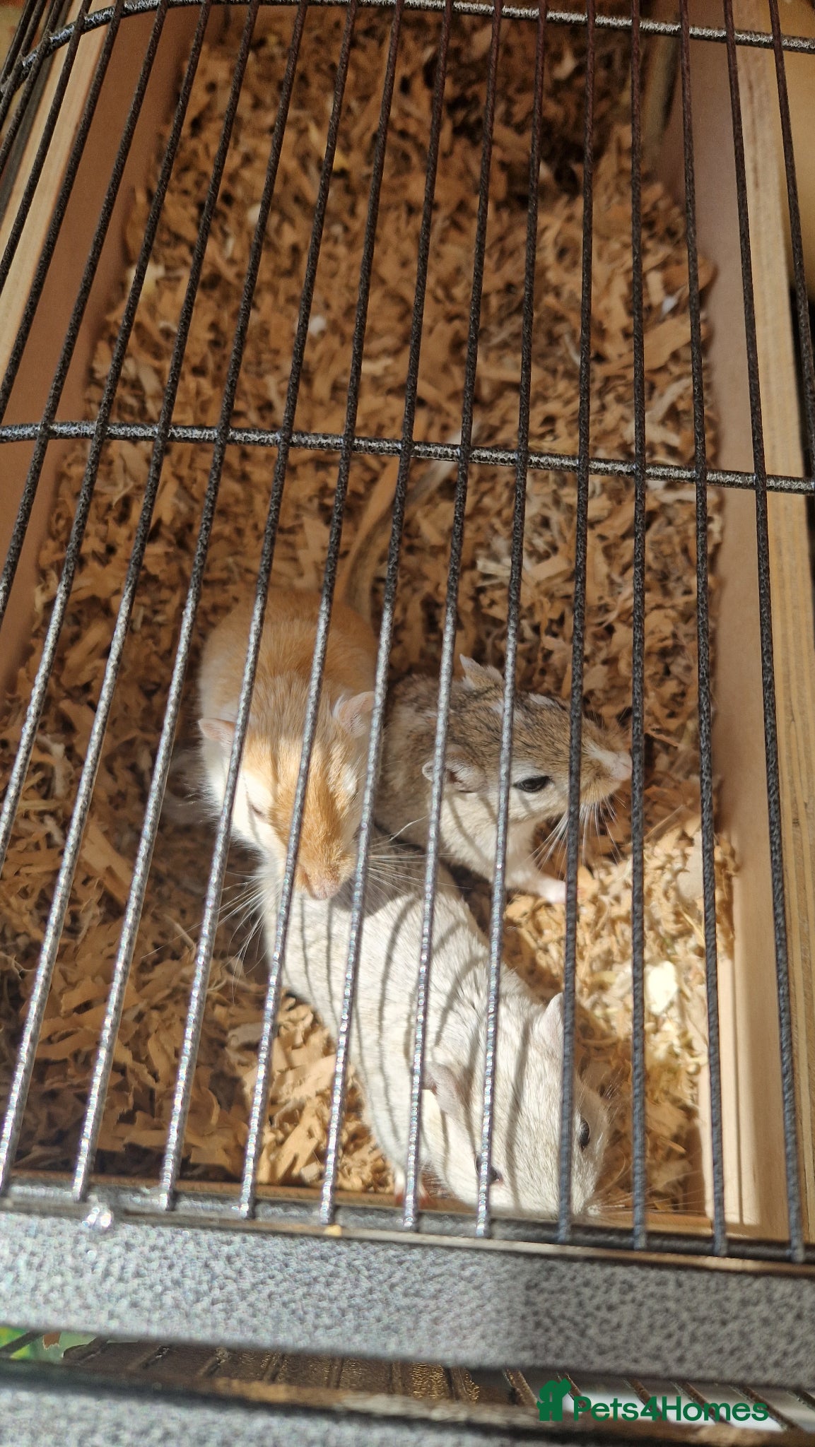 Gerbil rodents 3 x female gerbils and equipment for sale - Advert 1