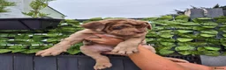 Mastiff dogs for sale: MASTIFF pups for sale in Whitstable - Advert 8