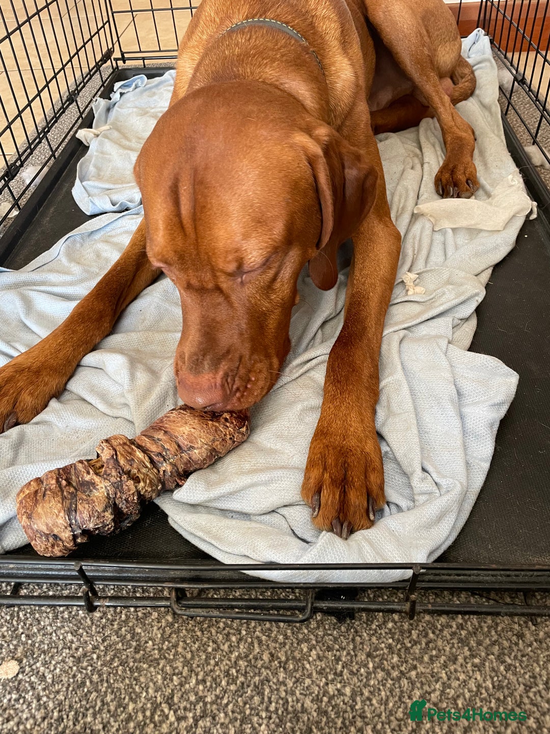 Hungarian Vizsla dogs for stud: Vizsla for stud - Advert 6