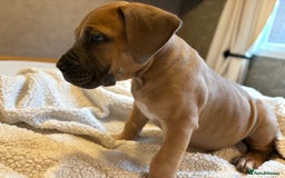Boerboel dogs for sale: EXCEPTIONAL NABBR REGISTERED PUPPIES!  - Image 21