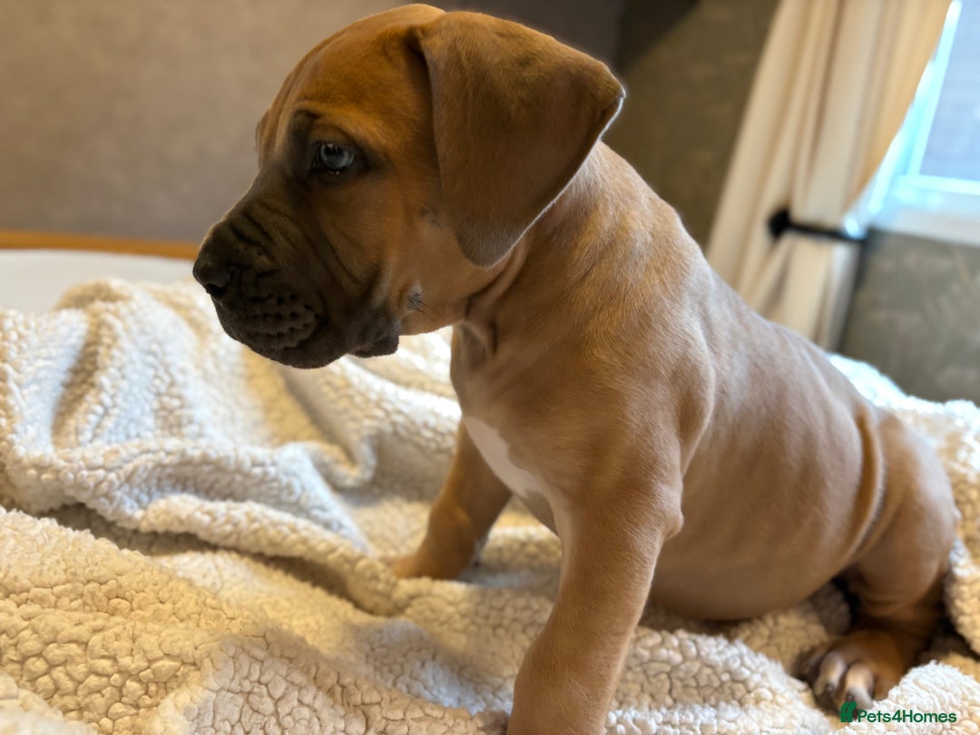 Boerboel dogs for sale: EXCEPTIONAL NABBR REGISTERED PUPPIES!  - Image 21