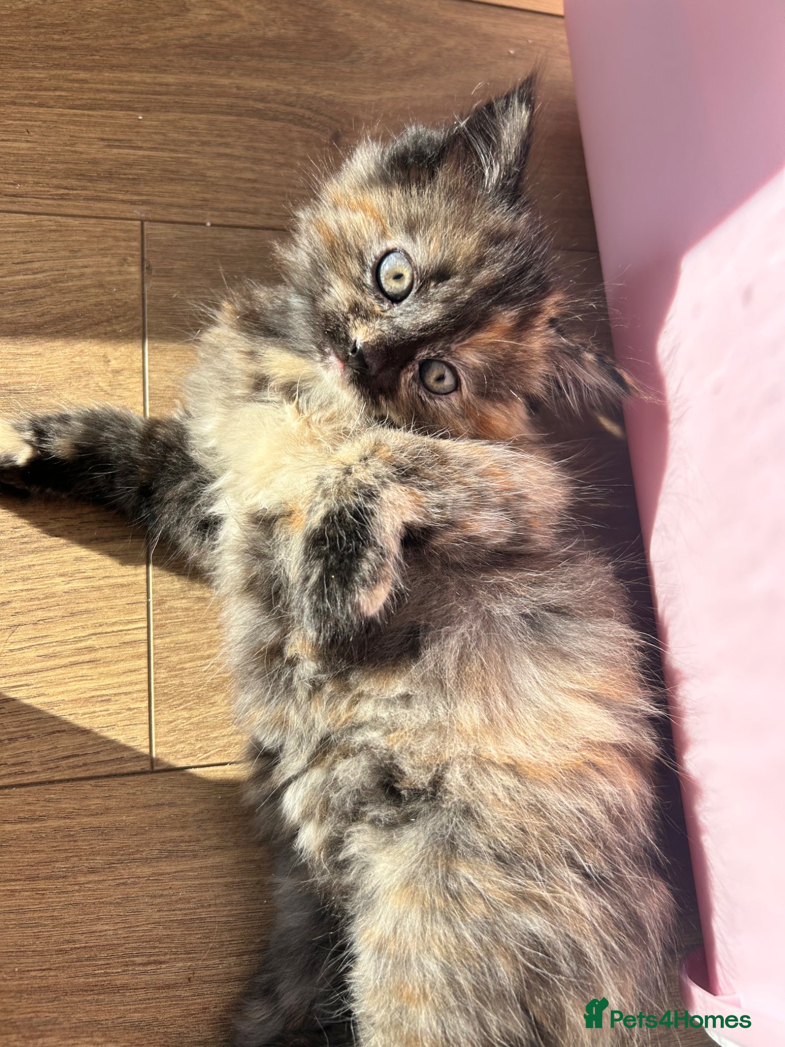 Domestic Shorthair cats Female domestic shorthairs - Advert 1