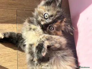 Domestic Shorthair cats Female domestic shorthairs - Advert 1