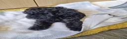 Poodle dogs for sale: Black poodle boy  - Advert 5
