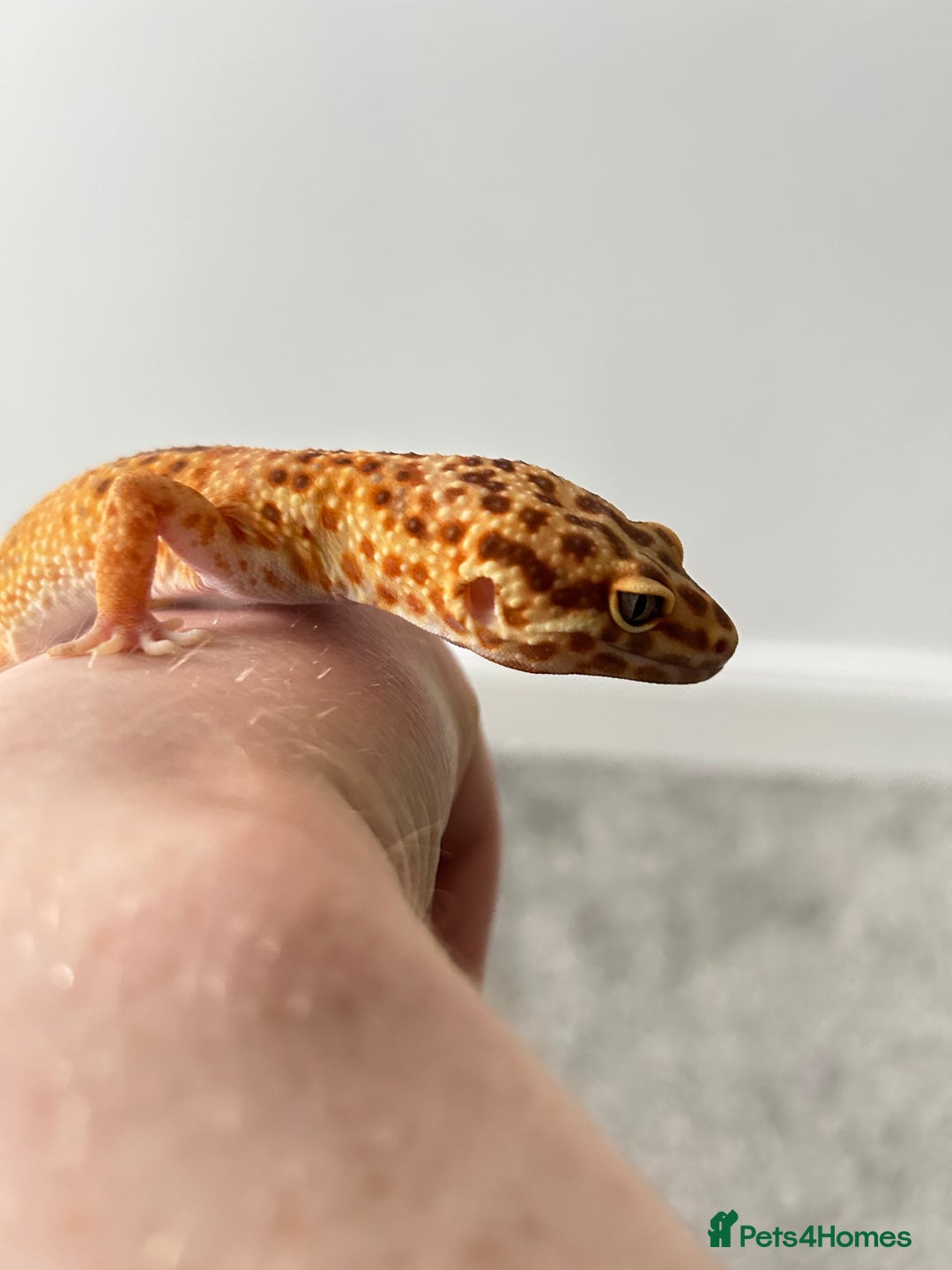 Leopard Gecko reptiles for sale: Tangerine x copper pos het eclipse  - Advert 2