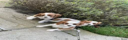 Cavalier King Charles Spaniel dogs for sale: HEALTH CHECKED PUPPIES READY NOW in Oldham - Advert 2