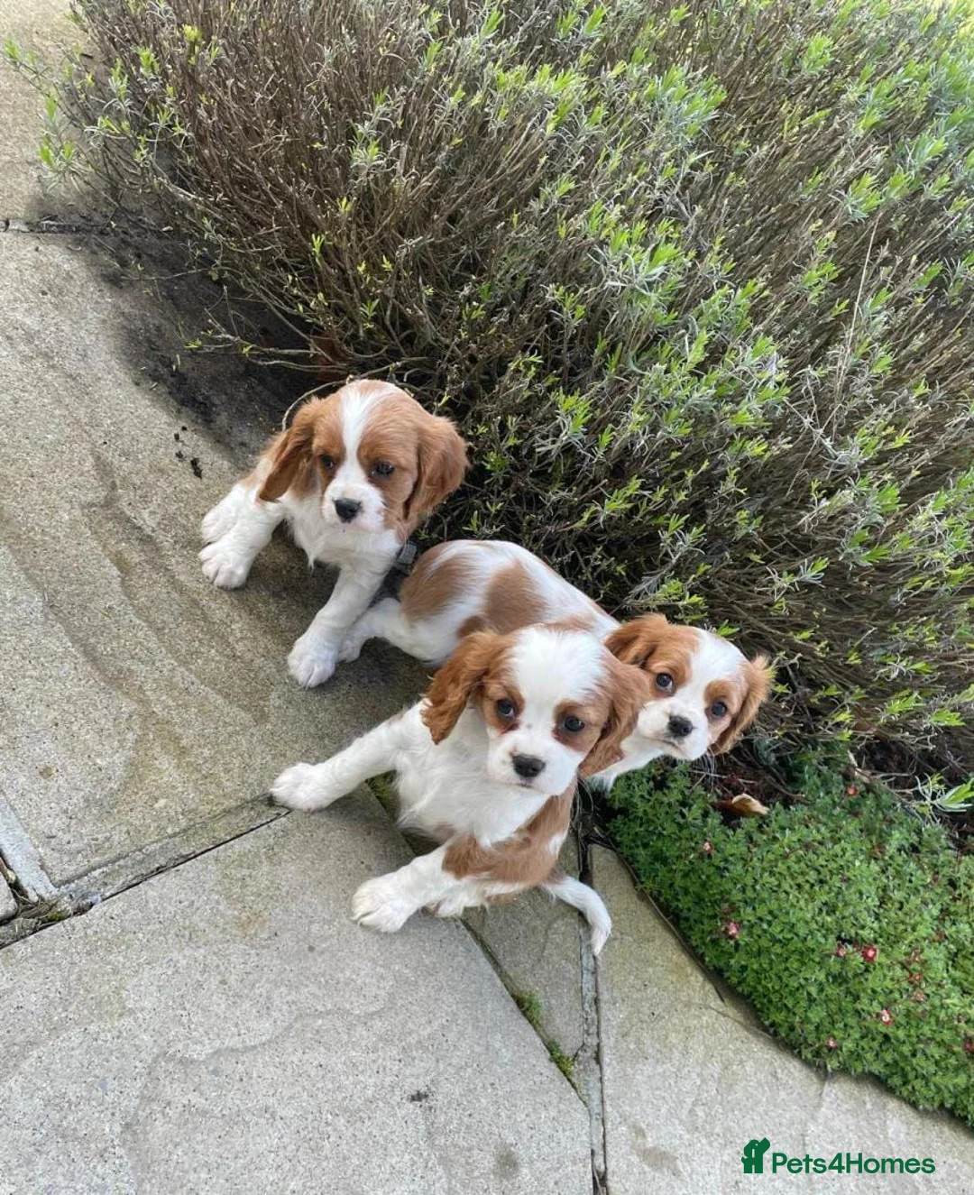 Cavalier King Charles Spaniel dogs for sale: HEALTH CHECKED PUPPIES READY NOW in Oldham - Advert 2