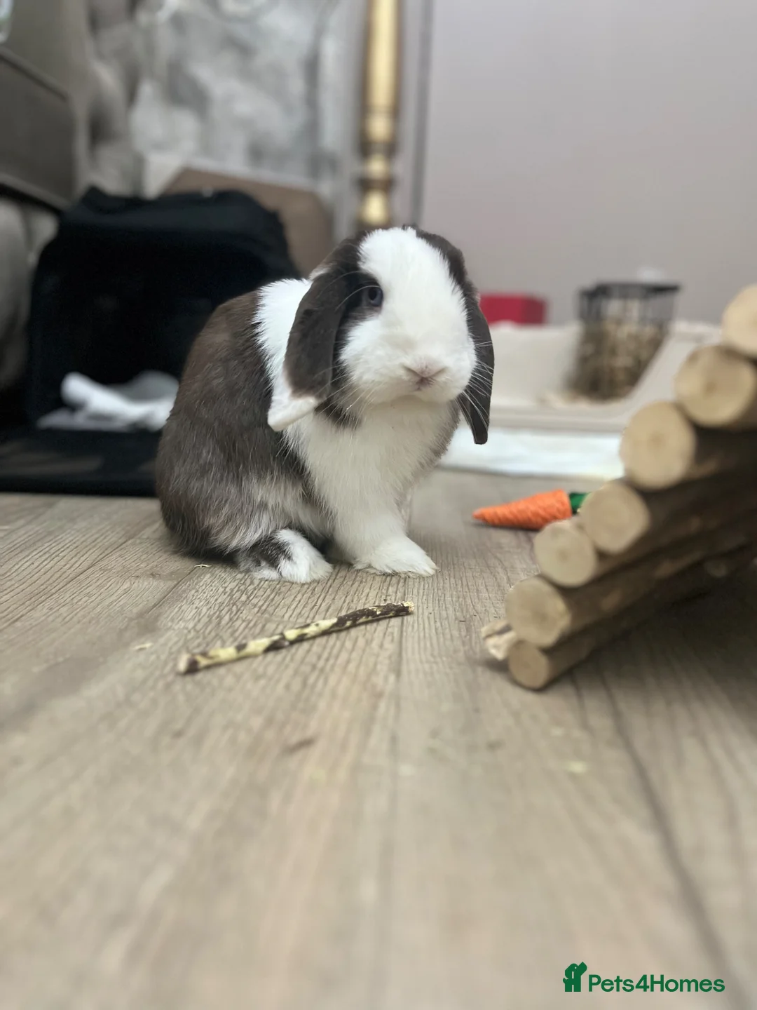 Mini Lop rabbits for sale: Male mini lop  - Advert 4