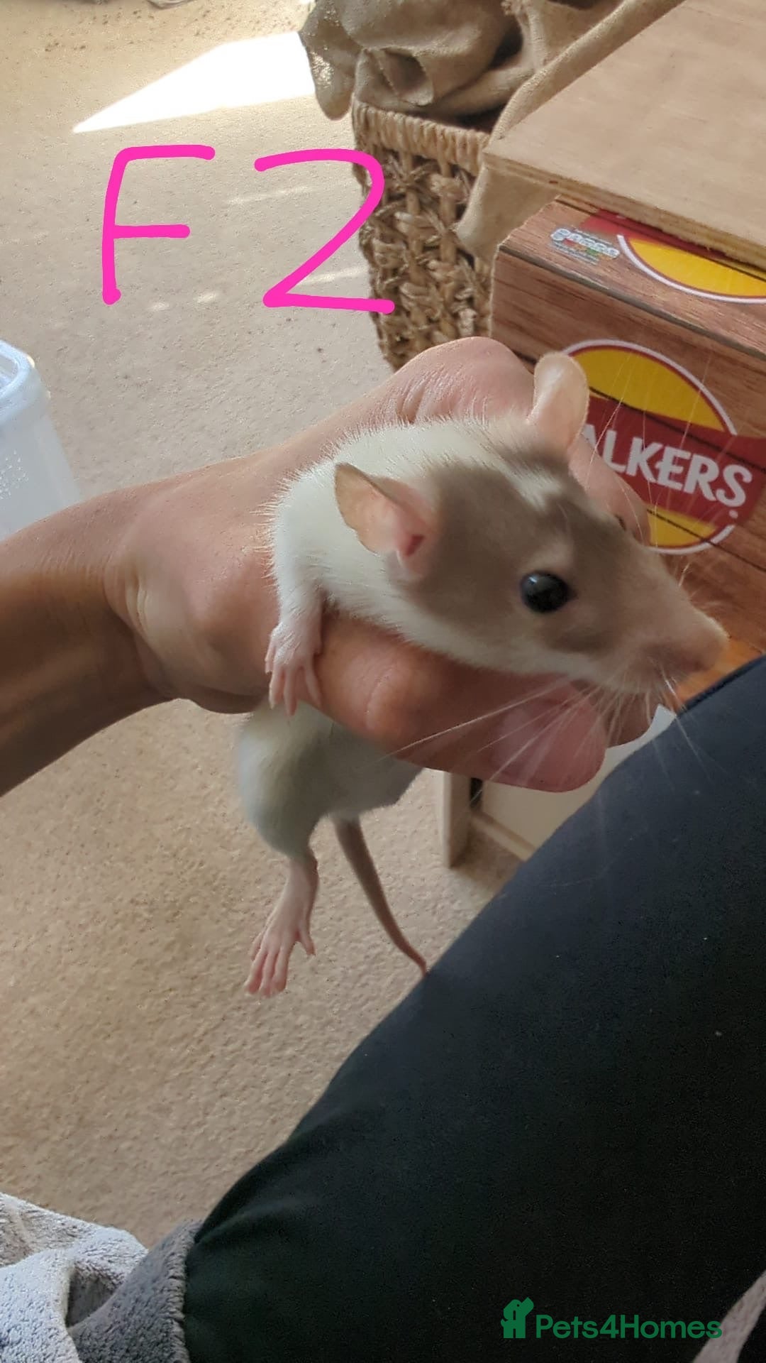 Rat rodents 10 super tame lovely rats normal and dwarf - Advert 2