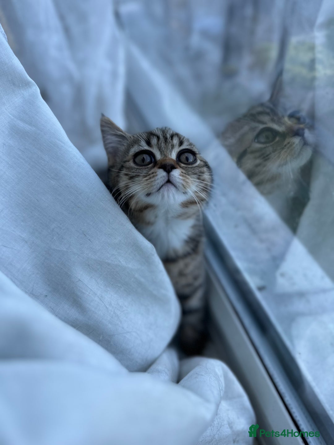 Mixed Breed cats for sale: Sweet Crossbreed Kitten Looking for a Loving Home - Image 3