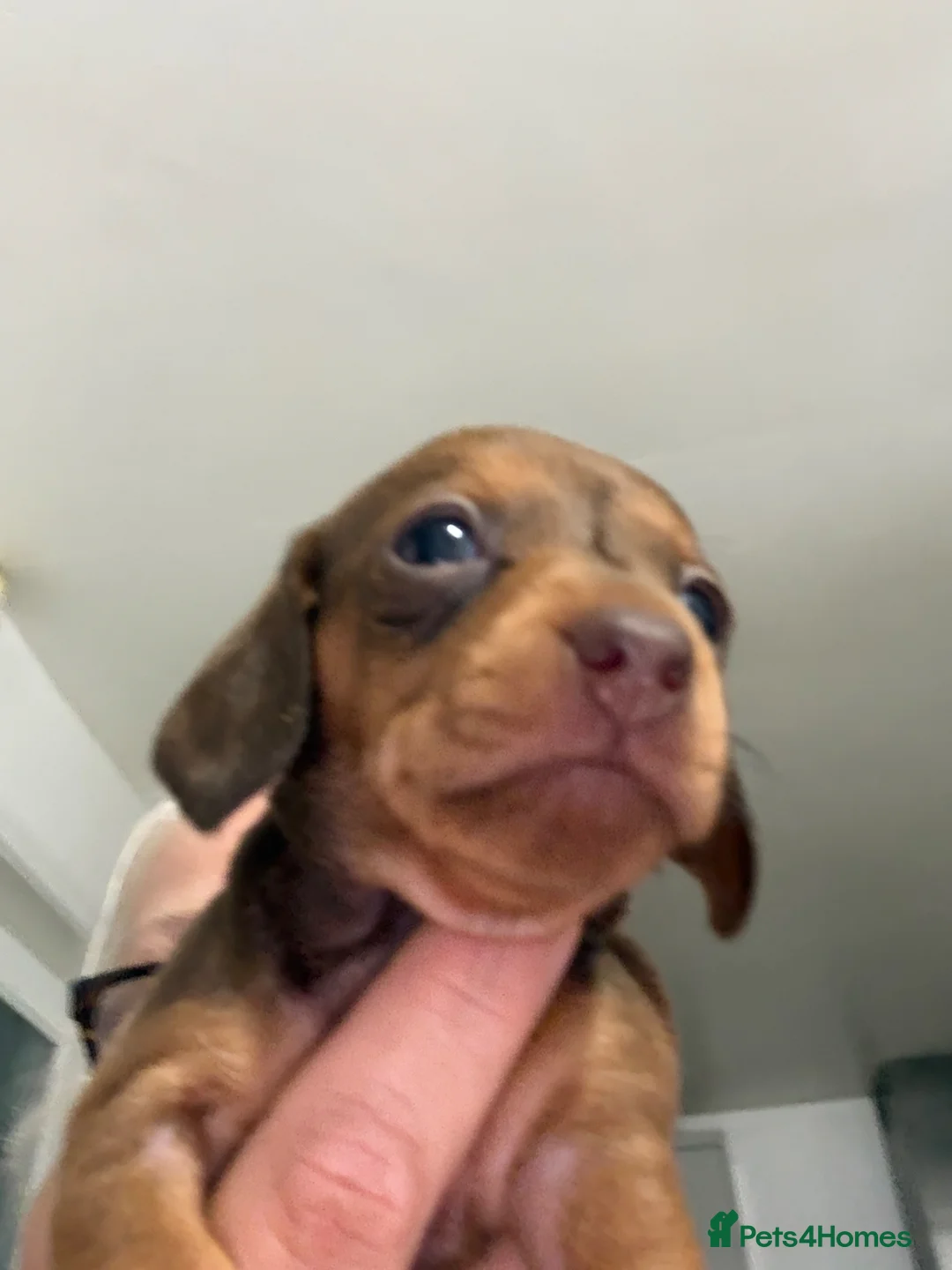 Dachshund dogs for sale: Dachshund Puppies - Advert 2