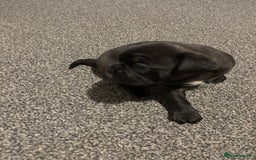 French Bulldog dogs for sale: Black Brindle Frenchie  - Advert 4