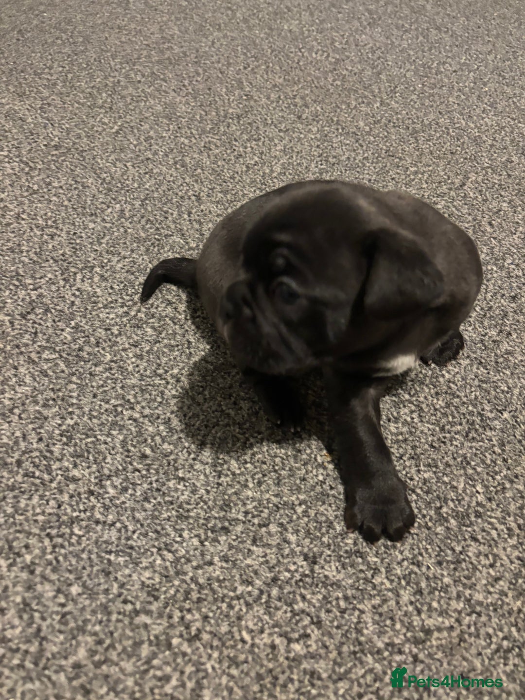 French Bulldog dogs for sale: Black Brindle Frenchie  - Advert 4