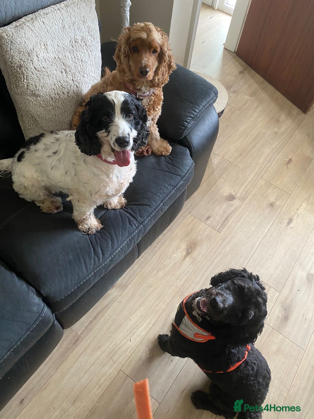 Cockapoo dogs for sale: 5 year old neutered male cockapoo to be rehomed  - Image 4