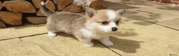 Welsh Corgi Pembroke dogs for sale: 8 Beautiful Kc Welsh Corgi puppies ready soon... - Advert 17