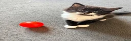 Mixed Breed cats for sale: Fluffy babies  - Advert 12