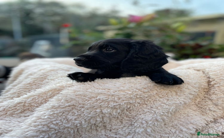 Sprocker dogs - Advert 9