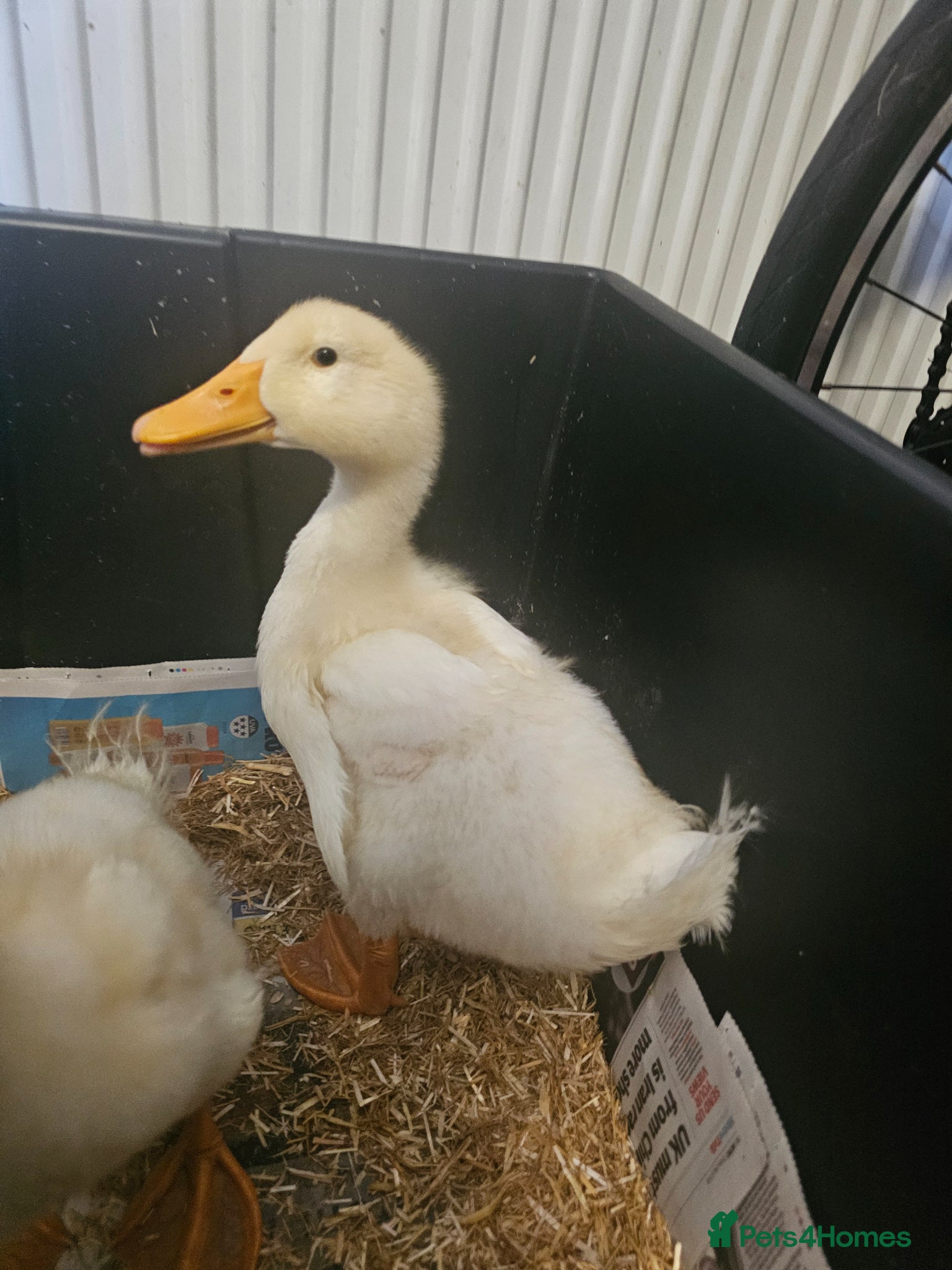 Ducks poultry for sale: 2 Aylesbury Ducklings for Sale in Croydon - Advert 4