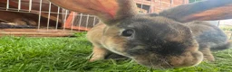 Harlequin rabbits for sale: Harlequin rabbits ready to go! - Advert 8