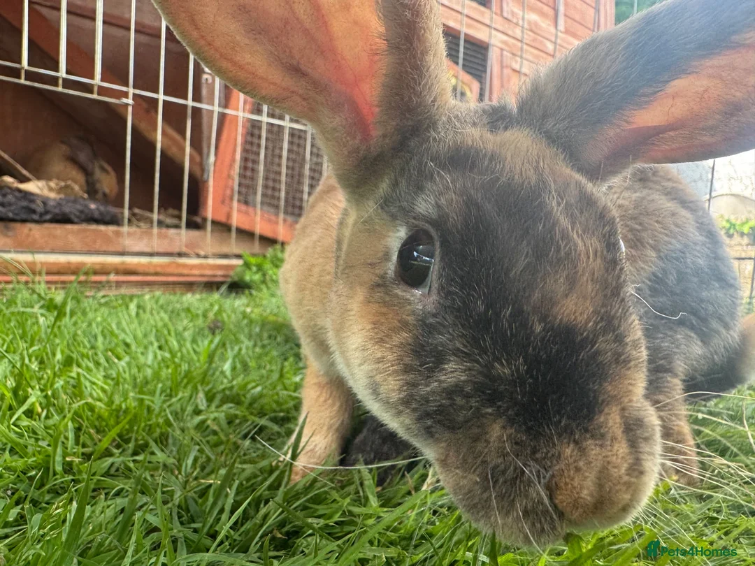 Harlequin rabbits for sale: Harlequin rabbits ready to go! - Advert 8