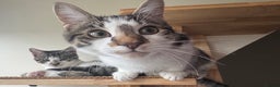Domestic Shorthair cats for sale: Two Bonded Siblings for Sale - Advert 7