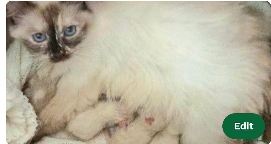 Ragdoll cats for sale: Gorgeous full pedigree ragdoll kittens - Advert 2