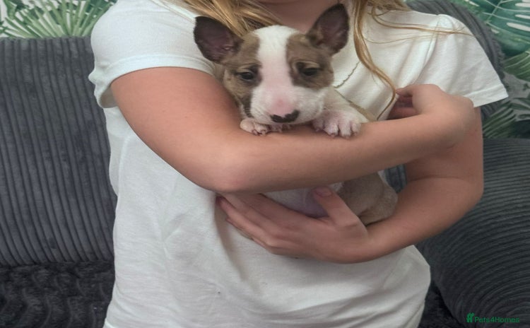 English Bull Terrier dogs English Bull Terrier Puppy Female , KC Registered  - Advert 5