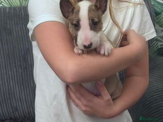 English Bull Terrier dogs English Bull Terrier Puppy Female , KC Registered - Advert 6