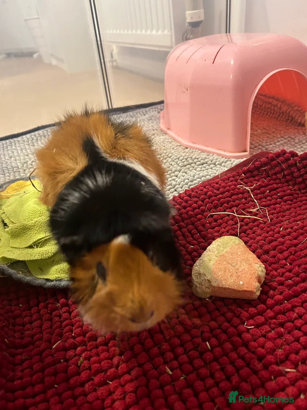 Guinea Pig rodents for sale: 2 Male Guinea Pigs - Advert 3