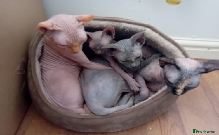 Sphynx cats - Advert 1