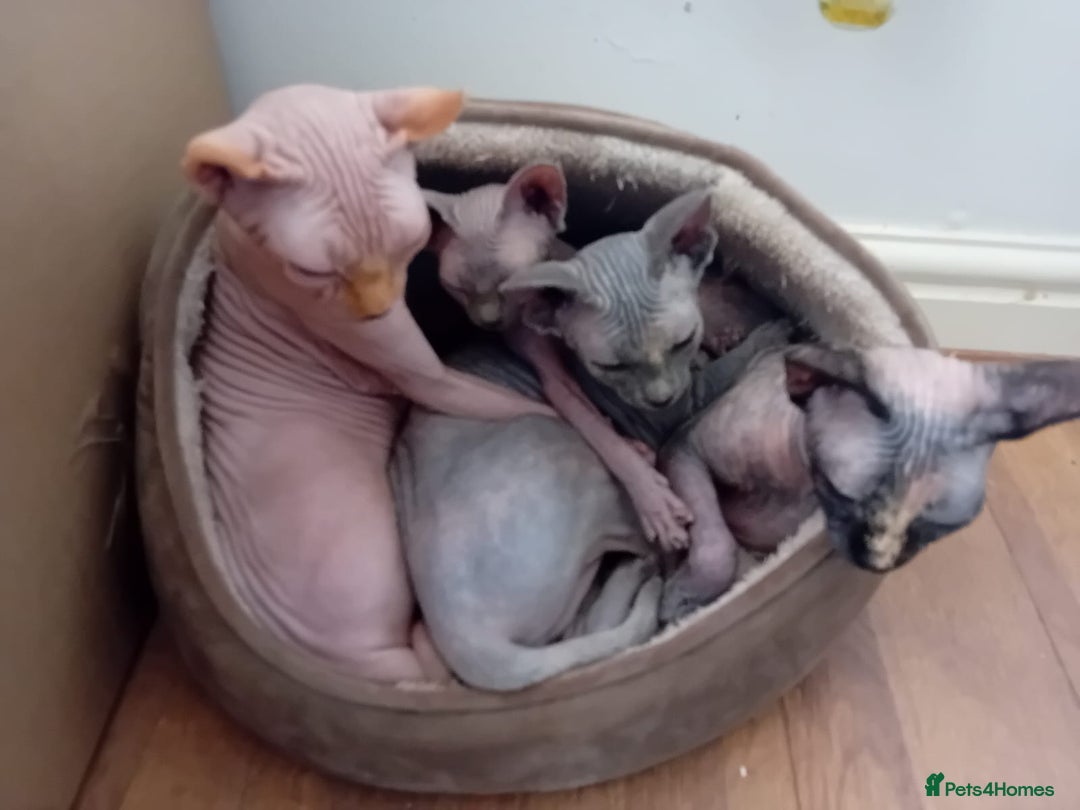 Sphynx cats for sale: Kittens for sale  - Image 1