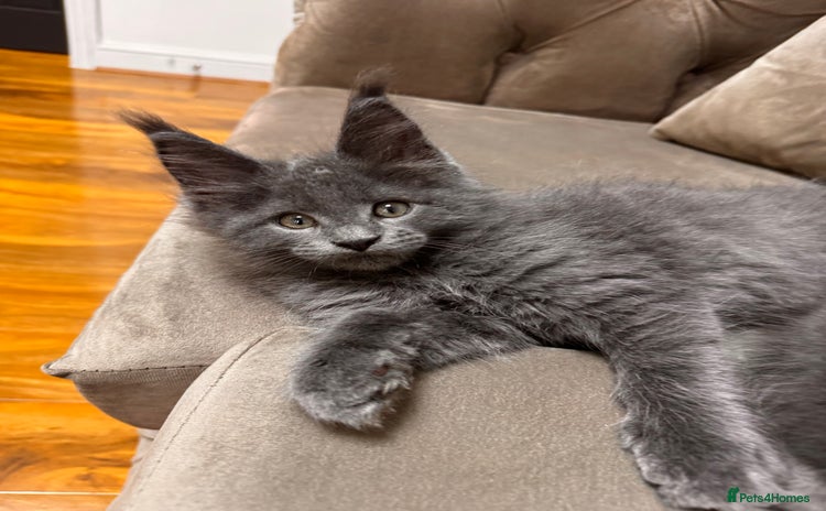 Maine Coon cats - Advert 6