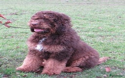 Standard Poodle dogs for stud: STUNNING STANDARD POODLE AT STUD in Doncaster - Image 3