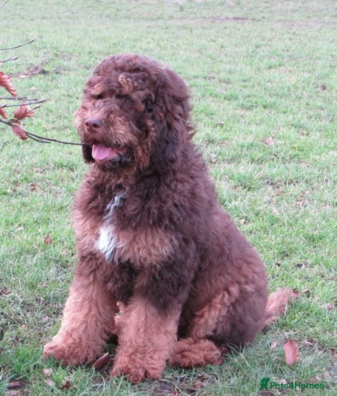 Standard Poodle dogs for stud: STUNNING STANDARD POODLE AT STUD in Doncaster - Image 3