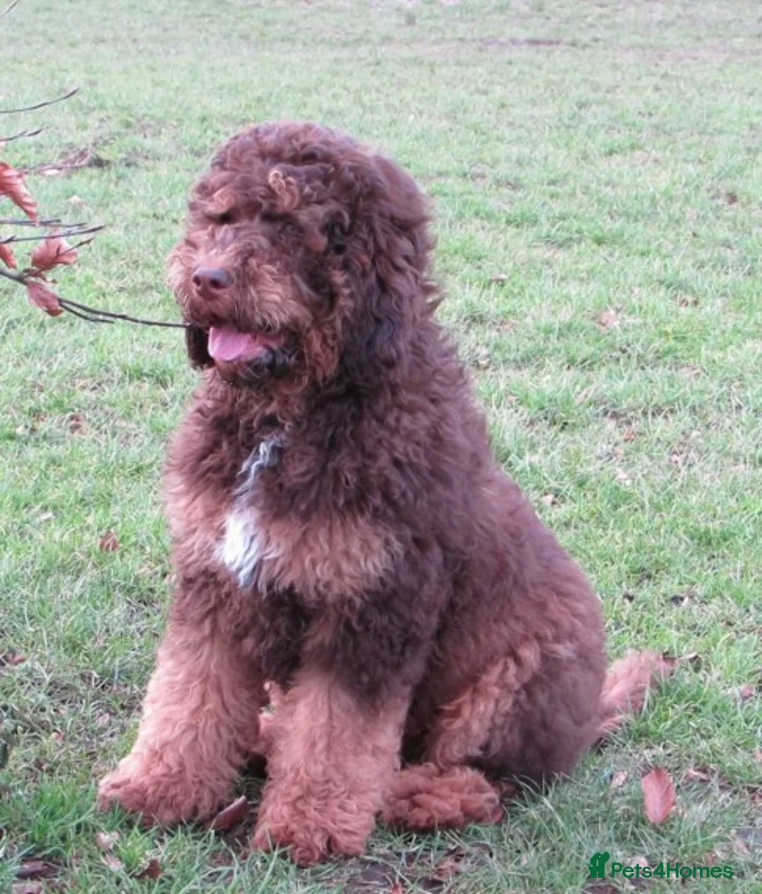 Standard Poodle dogs for stud: STUNNING STANDARD POODLE AT STUD in Doncaster - Advert 3