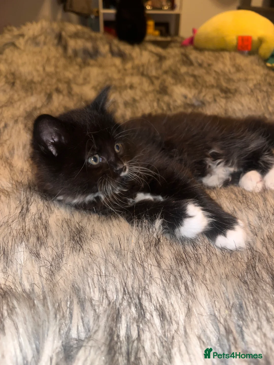 Mixed Breed cats for sale: One baby boy left- Smudge in Harrow - Advert 5