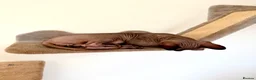 Sphynx cats for stud: TICA Registered Active,Canadian Sphynx is for STUD - Advert 5