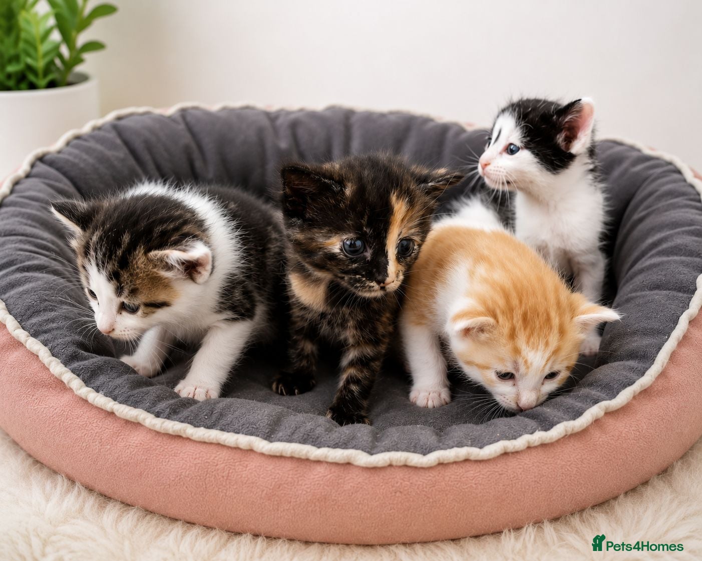 Mixed Breed cats Gorgeous kittens available  - Advert 17