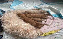 Cockapoo dogs for sale: Beautiful F2 Cockapoo’s for sale £900 - Image 7
