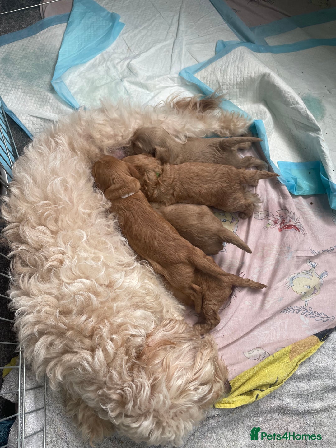 Cockapoo dogs for sale: Beautiful F2 Cockapoo’s for sale £900 - Image 7