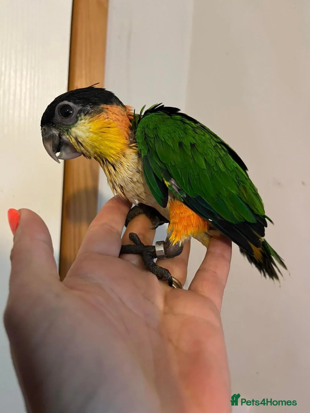 Parrots birds for sale: Caique parrot (black headed) in London - Advert 2