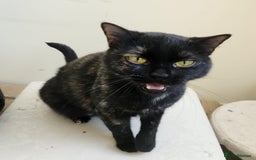 Arabian Mau cats for adoption: Majarrah - Image 2