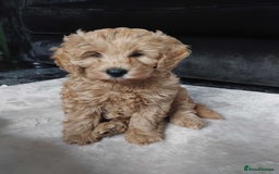 Poodle dogs for stud: Kc Fox red toy poodle for stud  - Image 32