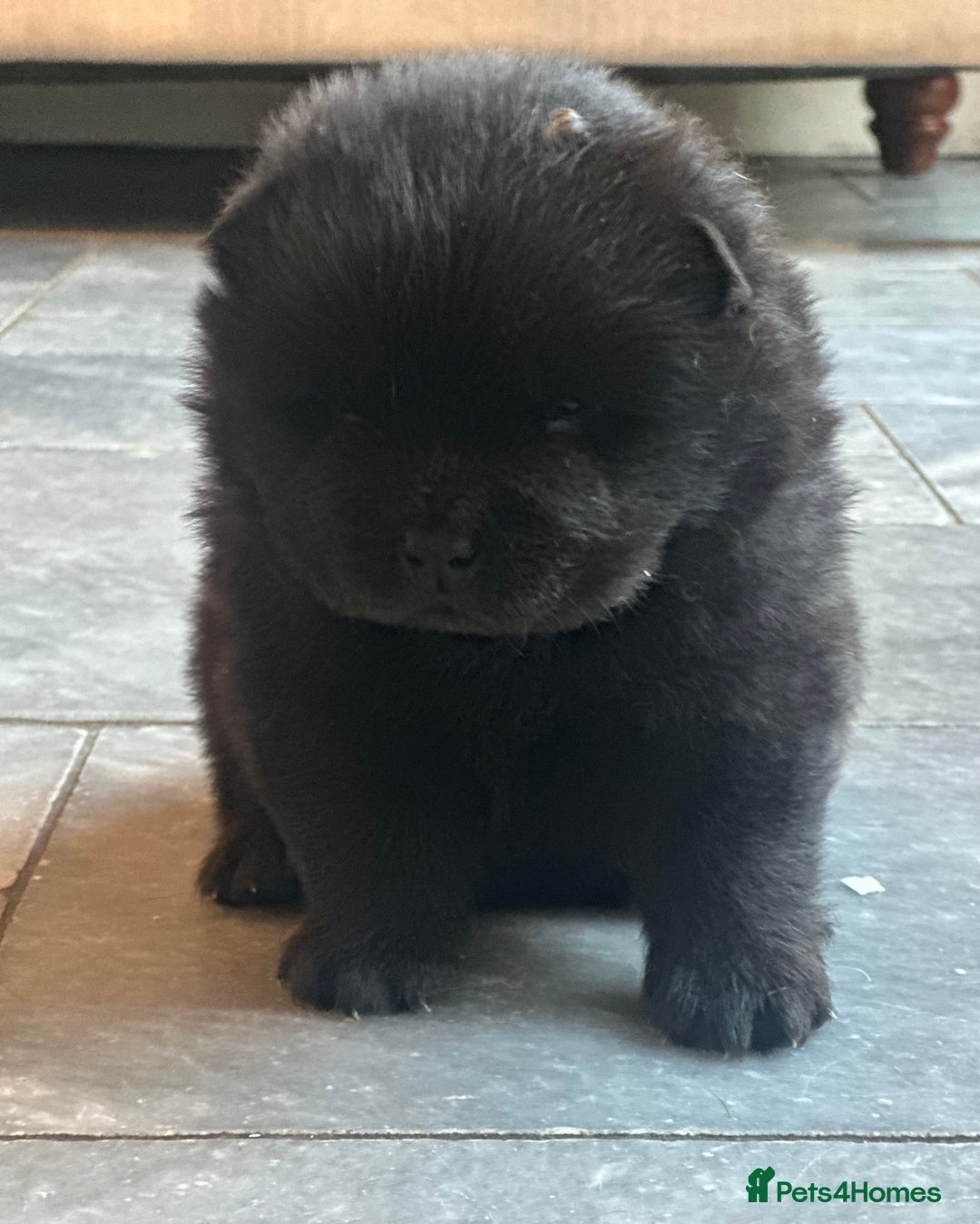 Chow Chow dogs for sale: KC reg chow chows  - Advert 9