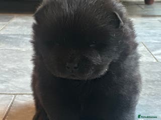 Chow Chow dogs KC reg chow chows - Advert 2