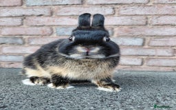 Netherland Dwarf rabbits for sale: Netherland Dwarf babies and adults - Image 6