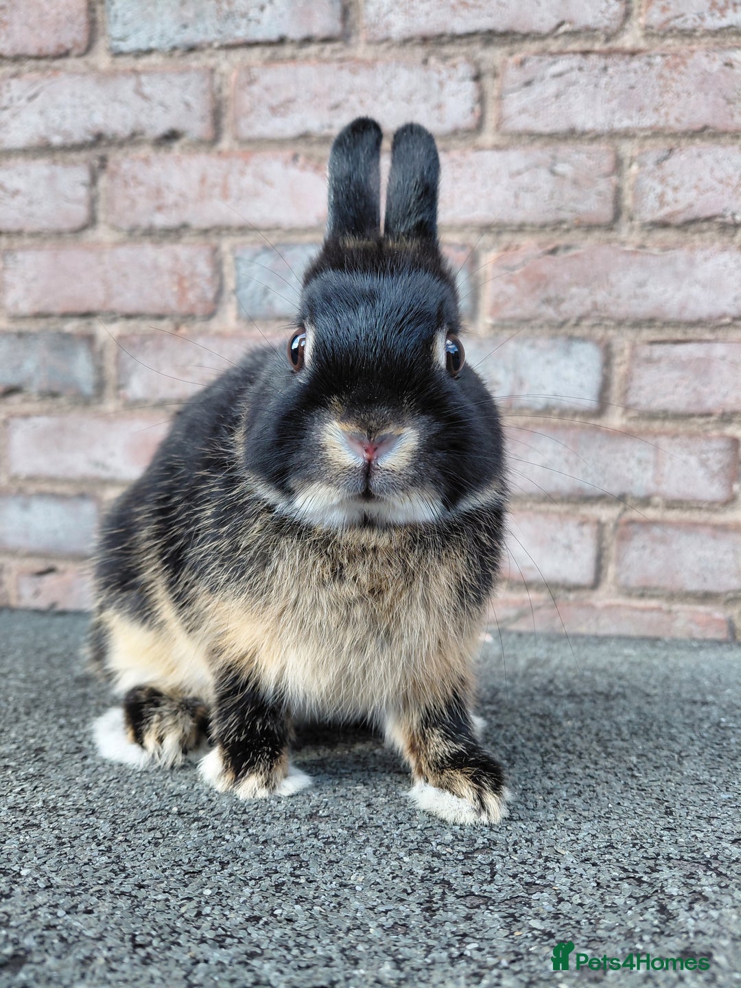 Netherland Dwarf rabbits for sale: Netherland Dwarf babies and adults - Image 6