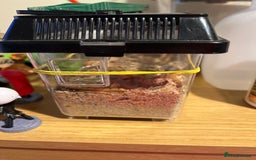 Bearded Dragon reptiles for sale: Bearded dragons for sale  - Advert 4