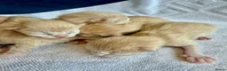Ragcoon cats for sale: Rare Ragacoon Ragdoll x Maine Coon  - Advert 1