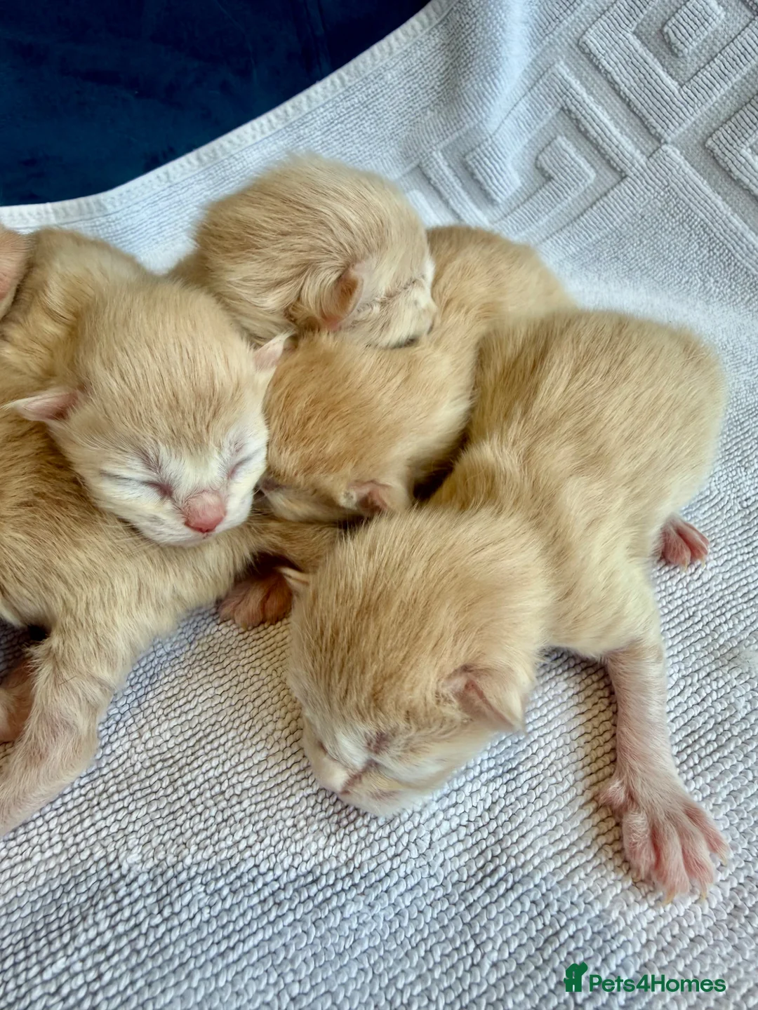 Ragcoon cats for sale: Rare Ragacoon Ragdoll x Maine Coon  - Advert 1